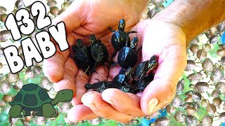 BABY TURTLE Hatchlings SAVED from Predators!