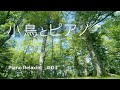 【ヒーリングミュージック】森の音と癒しのピアノ『風と小鳥と森の音』睡眠用BGM