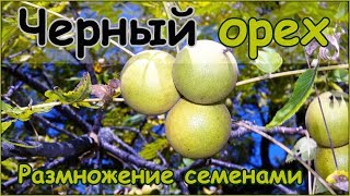 Черный орех - размножение семенами - стратификация и посадка орехов