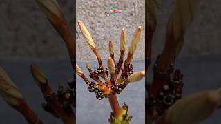 How to grow plumeria plant from cuttings #short #plumeria #cuttings