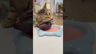 cats like to eat sweet potatoes猫はサツマイモが好き #viralvideo