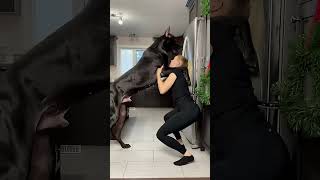 This Great Dane is HUGE! 😱 (Size Comparison)