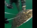 spearfishing saltstraumen halibut 40kg kveite