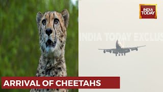 Special Flight, Carrying 8 Cheetahs From Namibia, Lands At The Indian Air Force Station In Gwalior