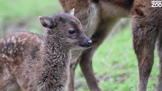 Darcy the Philippine deer fawn