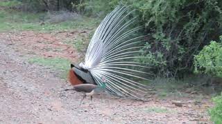 Male Peacock mating Dance | National Bird | Peacock feathers