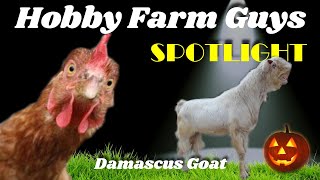 HFG Farm Animal Spotlight: Damascus Goat