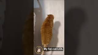 我家肥貓不會走路;肥貓走路都會跌倒;肥貓搞笑【小果苗】My fat cat can't walk; fat cats will fall when they walk