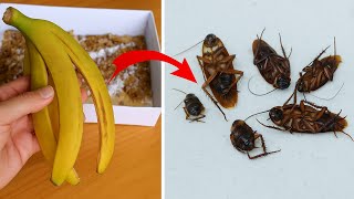 Fresh Look at Cockroaches Will Disappear Instantly With This Simple Tip Surprisingly