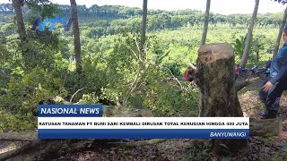 RATUSAN TANAMAN PT BUMI SARI KEMBALI DIRUSAK, TOTAL KERUGIAN MENCAPAI 400 JUTA