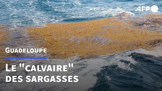 En Guadeloupe, les habitants résignés face au fléau des sargasses | AFP