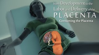 development of the placenta-labor and delivery - birth-embryology-placental mate