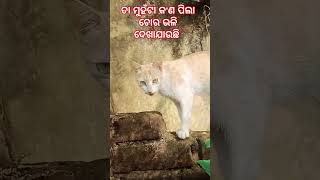 ଏଇଟା କିଏବେ ପିଲା ଚୋର ଭଳି🙀♥️🌹 ଦିଶୁଛି##funny 😊#cat🐈 #odia 🙃😉 #comedy ♥️♥️♥️