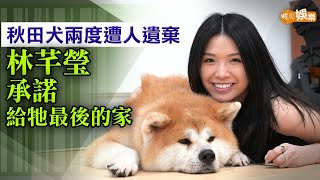 秋田犬兩度遭人遺棄 林芊瑩承諾給牠最後的家│林芊瑩專訪