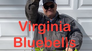 Tips for growing beautiful Virginia Bluebells