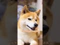 shorts 柴犬 かわいい犬 今日のわんこ