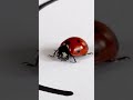 This is an incredible experiment 😯😮🐞 #Shorts #experiment #ArtioMix