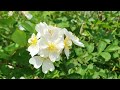 찔레꽃 rosa multiflora 「고독 신중한 사랑 가족에 대한 그리움」