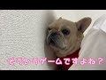 賢い犬は壁に手をつくらしい...愛犬は天才なので手をつくまでもありません＾＾ キャバリア フレンチブルドッグ 多頭飼い いぬ