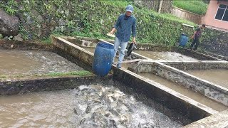 BEGINI KONDISI KOLAM AIR DERAS DIMUSIM HUJAN