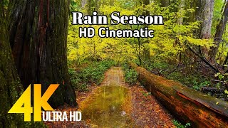 Rain Cinematic Video || Cinematic Rainy Season || Rainy Season Cinematic HD Video #cinematic
