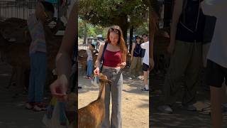 美しい観光客の少女が奈良の鹿に餌をやる甘いひととき | nara deer | Japan deer park #naradeer #japan