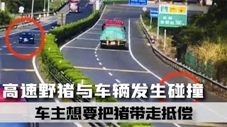 野豬突然出現在高速路上，并與車輛發生碰撞，車主想拉走死豬抵償 #案件 #探案 #懸案 #懸疑 #案件解說