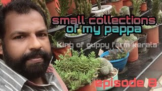 💫ഏൻ്റെ പപ്പയുടെ ചെറിയ ഗാർഡൻ💫/ my Pappa's garden [ King of guppy farm kerala]