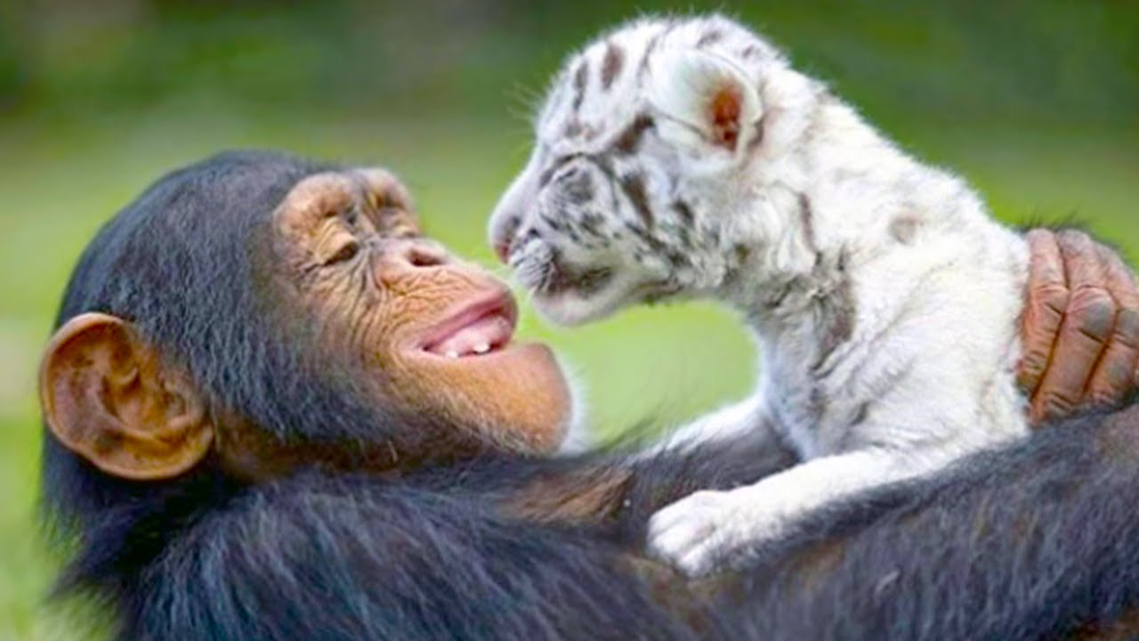 20 Unbelievable Unlikely Animal Friendships #2 - YouTube