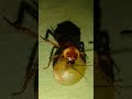 cockroaches ate all my grapes তেলাপোকা আমার সব আঙ্গুর খেয়ে নিল ytshorts tiktok 2023