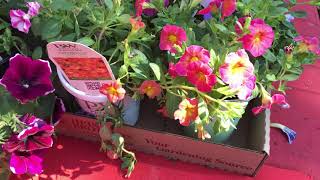 Beautiful New Petunias from my local Nursery