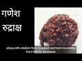 rudraksha benefits. which is the best rudraksha how many faces does rudraksha have