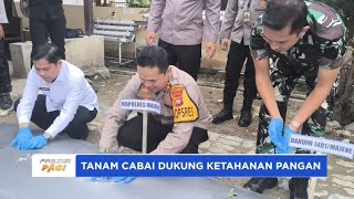 KAPOLRES MAJENE TANAM CABAI DUKUNG KETAHANAN PANGAN