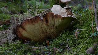 Mleczaj chrząstka (Lactarius vellereus)