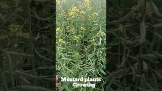 how to mustard plants growing #subcribenow