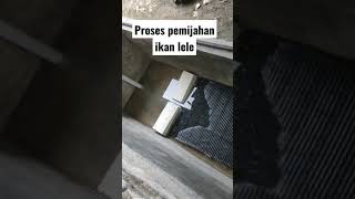 Proses pemijahan ikan lele