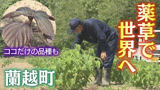 「薬草」で世界へ！　北海道蘭越町　町内で唯一栽培されている“新種”の薬草も　まちの新たな特産品づくり