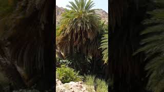 wadi al nakhile shoubak jordan وادي النخيل الشوبك الاردن الدثنة