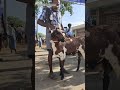 ஒரிஜினல் செம்பறி பொட்டு கிடா 100 ஆடுகளுக்கு 1 கிடா போதுமா goat shortvideo