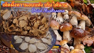 วิธีอบเห็ดผึ้งหวานง่ายไม่ยุ่งยาก เก็บได้นานปลอดภัย How to dry Mushrooms