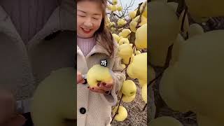 랜덤 사실들 🤯 마지막은 진짜 예상 못했어요!  #유튜브쇼츠 #fruit #흥미로운사실 #쇼츠