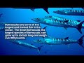 5 fascinating facts about barracudas