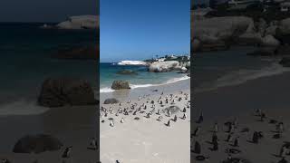 This Is The PENGUIN BEACH In AFRICA! #shorts #africa #southafrica