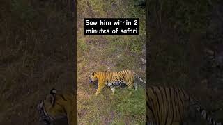 My first Tiger Sighting of T101 Badal in Ranthambore #shorts #tiger #trending