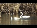 野鳥撮影・ オオハクチョウ１　　whooper swan