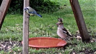 Spatzen, Kernbeißer, Meisen und andere Singvögel im heimischen Garten füttern