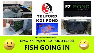 T.K.P.  Telford Koi Pond - Video 171 -  Grow-On Project - EZPOND EZ500i - FISH ARE GOING IN! #koi