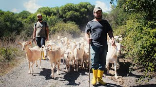 Şehirde Köy Hayatı - Genç Kuzenler Ve Keçi Sürüsü - İstanbul, Sarıyer, Demirciköy | Belgesel