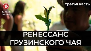 Ренессанс Грузинского Чая (ч. 3) | Погружение в историю, китайцы, чайные туры