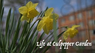 Life At Culpepper Garden